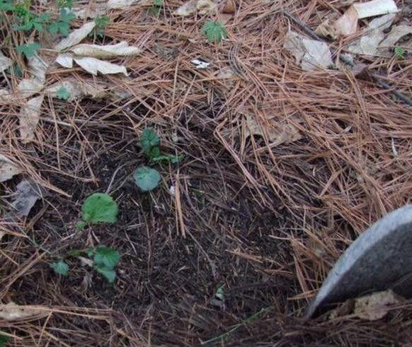 种植花草的营养土是怎么弄出来的,新手养花怎么用营养土最好