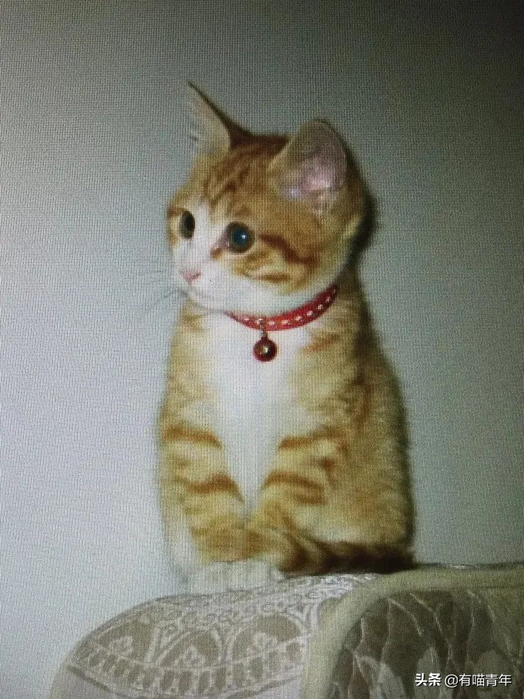 橘猫为什么是魔鬼,橘猫的恐怖之处