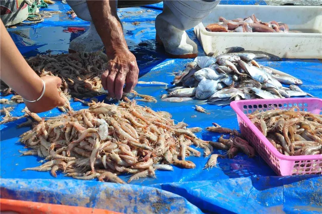 青岛开海了新鲜肥美的海鲜已上市,青岛开海红岛海鲜八大关