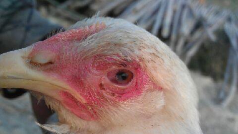 养鸡眼瞎是什么病用什么药,鸡眼睛病是怎么引起的