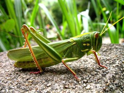 农村偷鸡摸狗被抓到,农村监控下偷鸡一幕真实视频