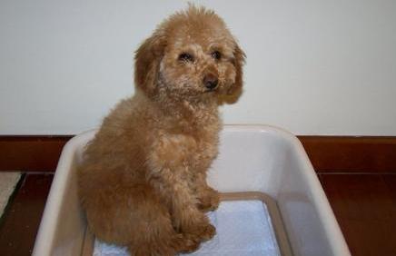 训练泰迪给它喂什么食物,训练狗狗黄金期