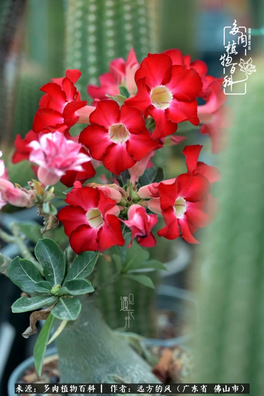 那些花儿在每个角落静静为你开着,那些花儿在每个角落静静地绽放