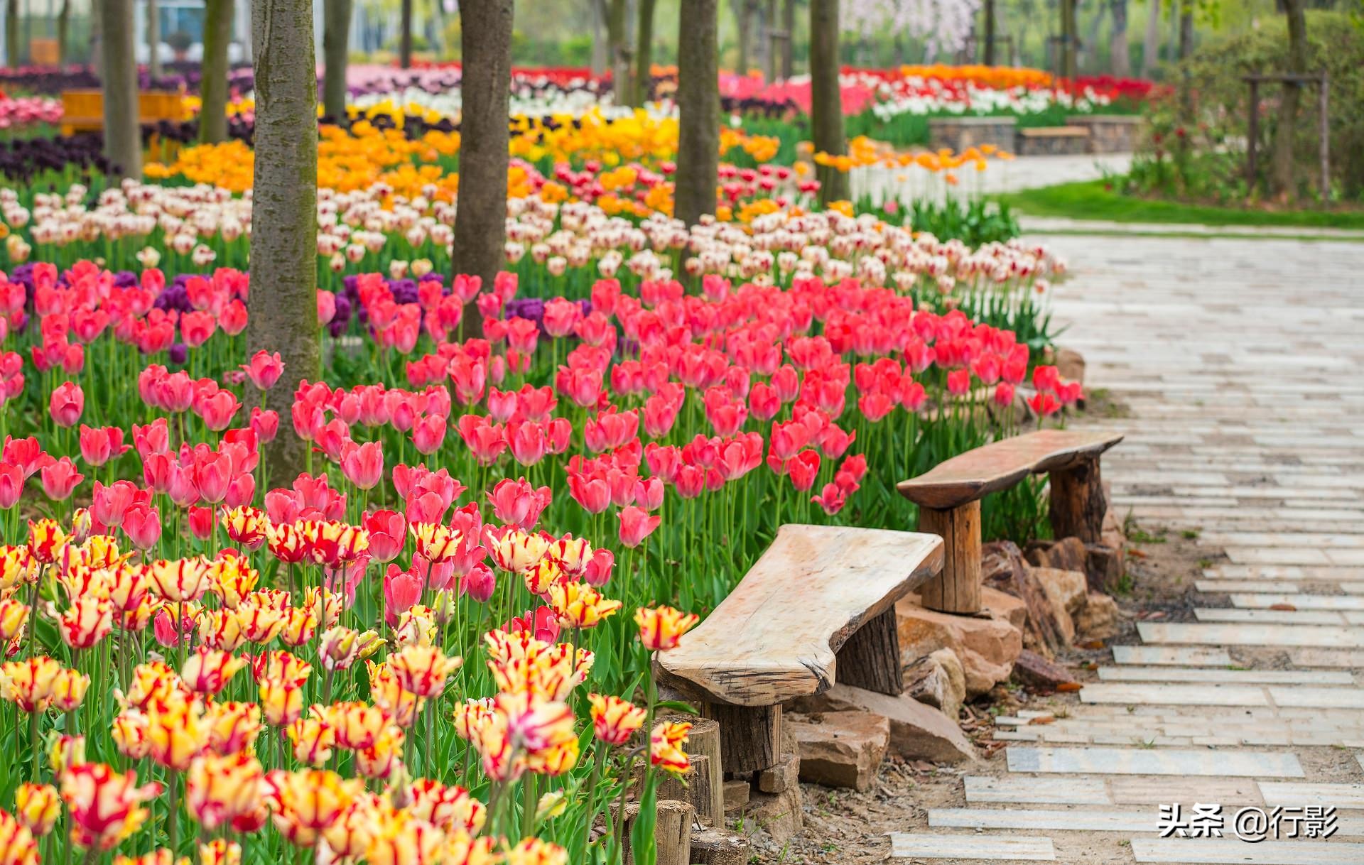 中国的布查特花园，南京溧水三叶梦华苑，圆您春天的花园梦