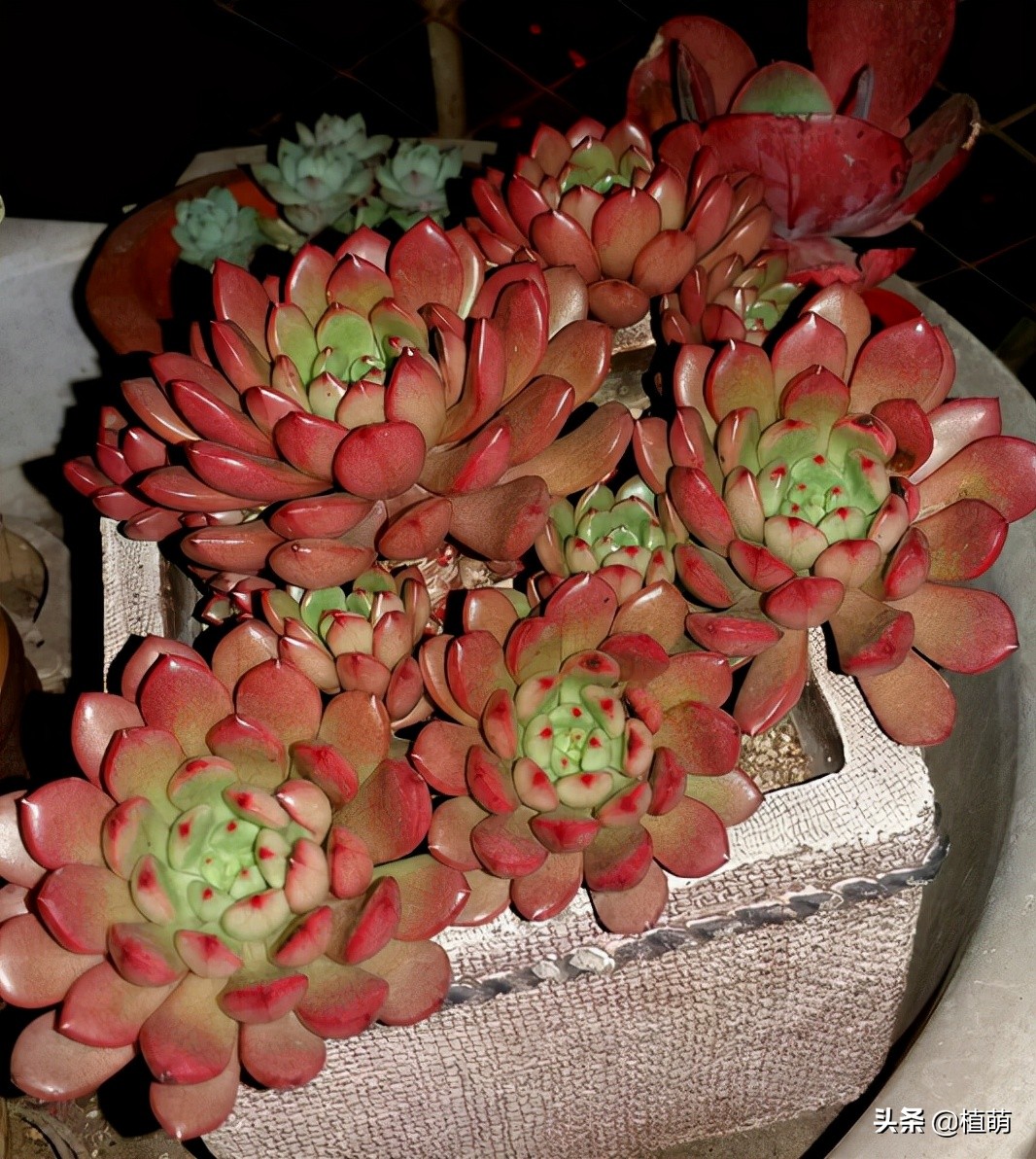 红宝石三年不爆盆是什么原因,红宝石怎么养爆盆