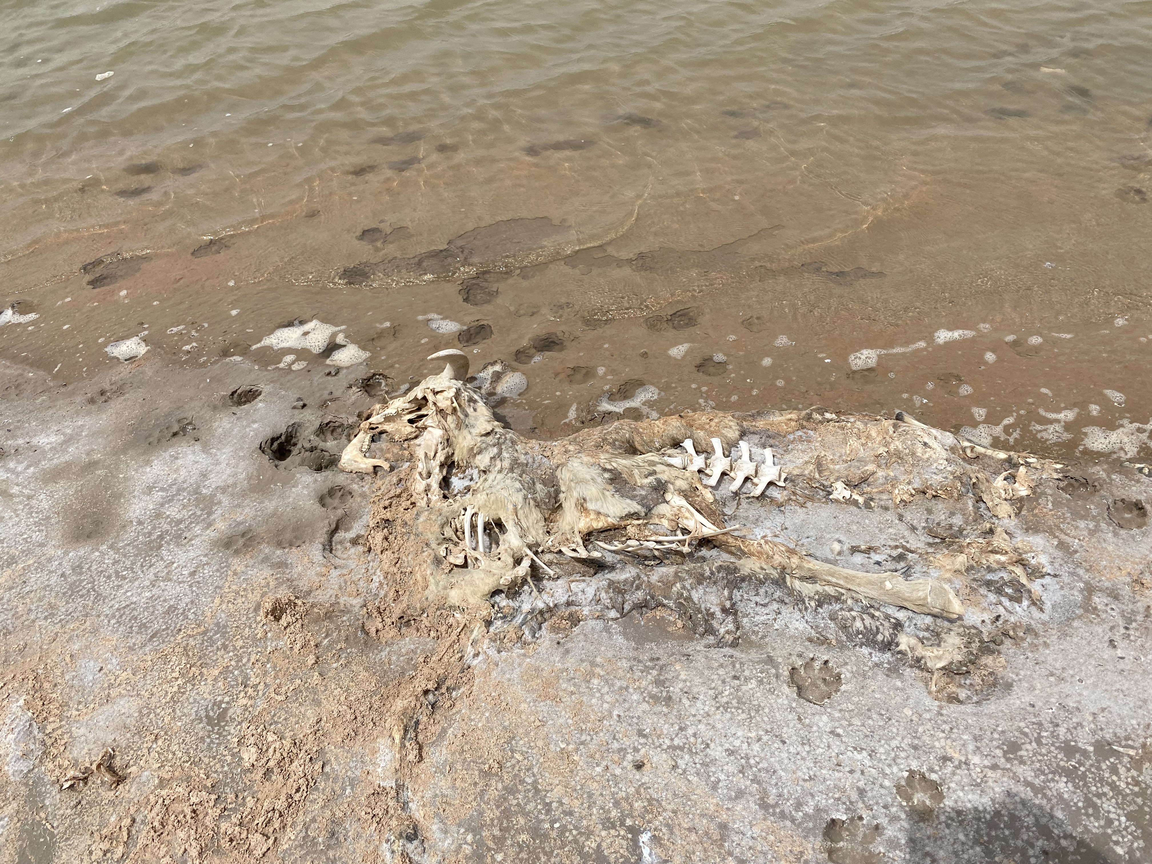 诺马500adv质量怎么样,诺马500adv摩旅西藏