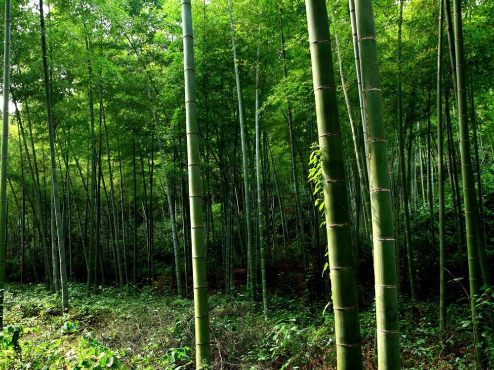 竹子里的虫子多少钱一斤,竹林中的虫子多少钱一斤