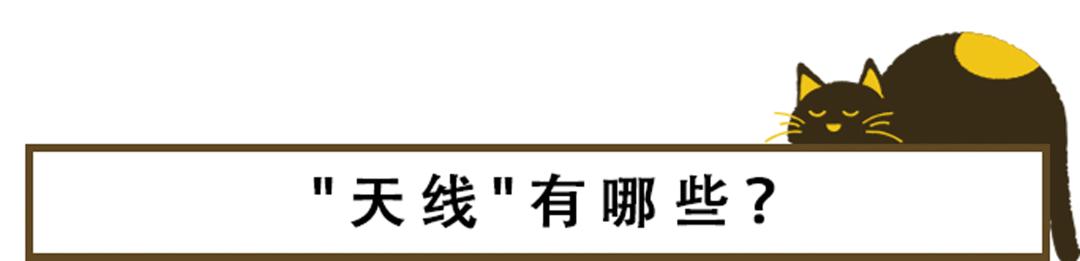 猫咪的天线有什么区别 (猫咪可以自带天线吗)