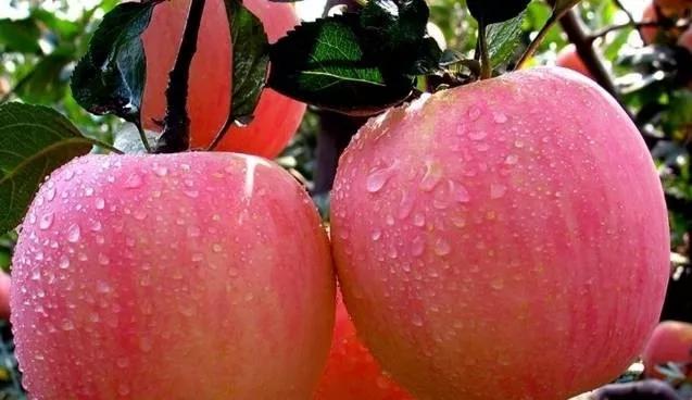 自制水果酵素能浇菜吗,自制水果酵素的气泡