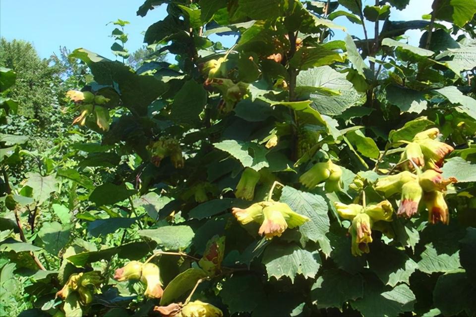 榛子是中国原产的吗,榛子是什么坚果