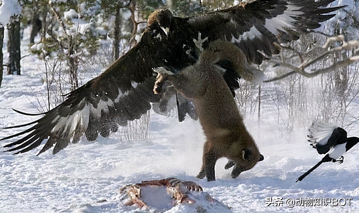 金雕捕食世界第一大鹰,金雕打得过老虎
