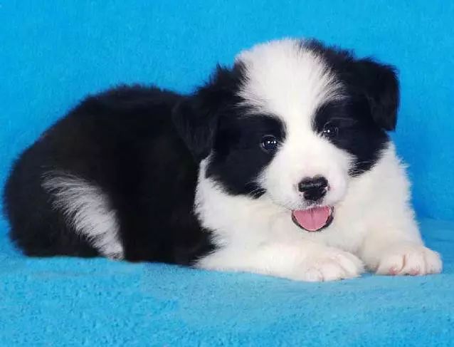 45种名犬大全,72种名犬图片附介绍