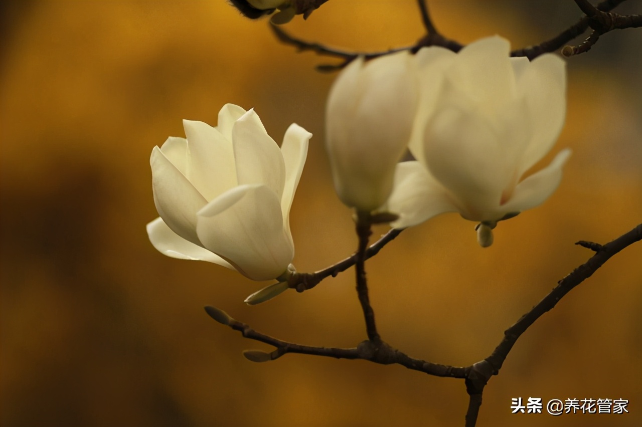 人间二月天歌曲,人间最美二月天图片