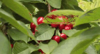 樱桃测评博主,樱桃测评