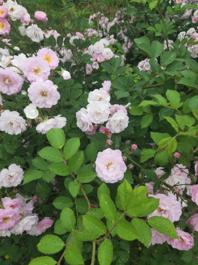 沂南雨雪天气,沂南天气晴