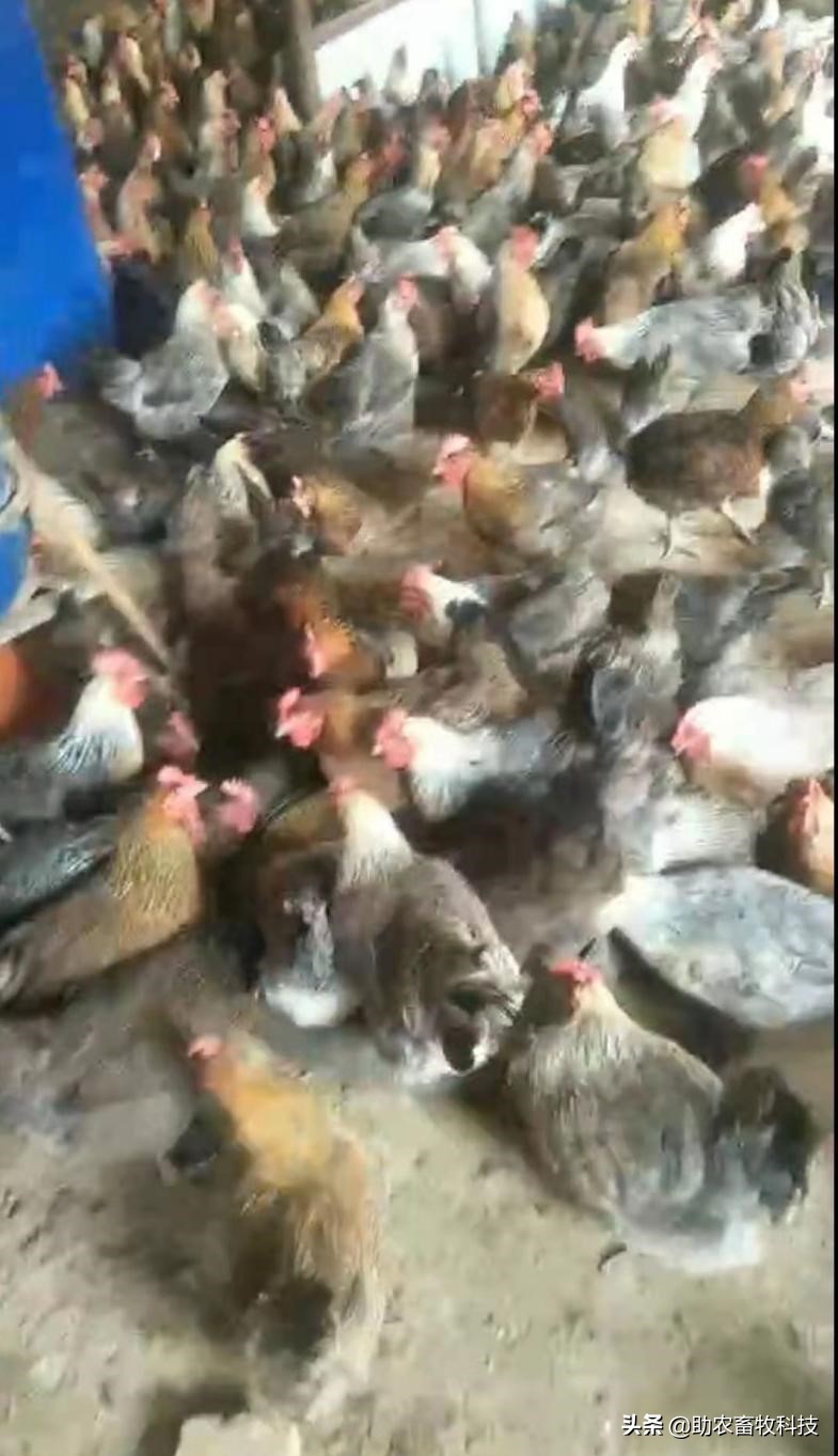 坏鸡蛋扔掉,快过期的鸡蛋怎么大批量处理