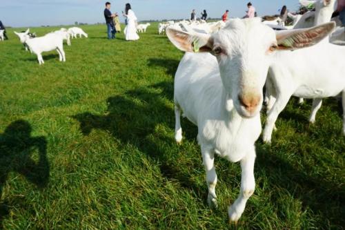 羊奶排名第一名佳贝艾特,瑞康羊奶与佳贝艾特羊奶哪个好