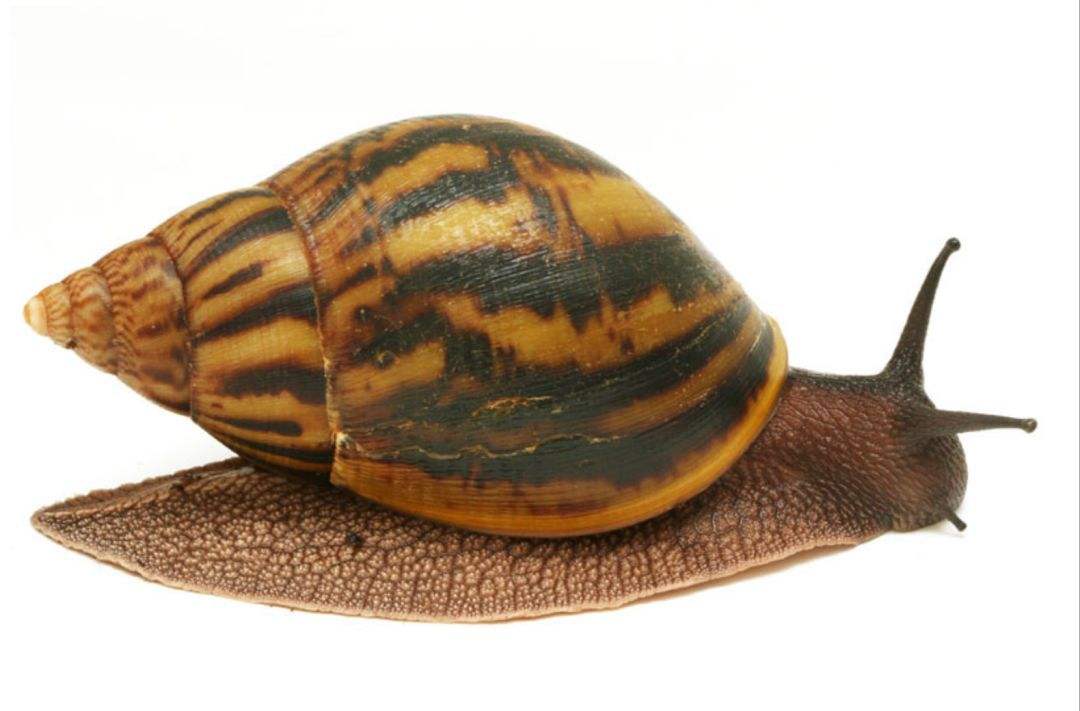非洲大蜗牛泛滥成灾，非洲人的盘中餐，为何连广东仔都不敢吃？