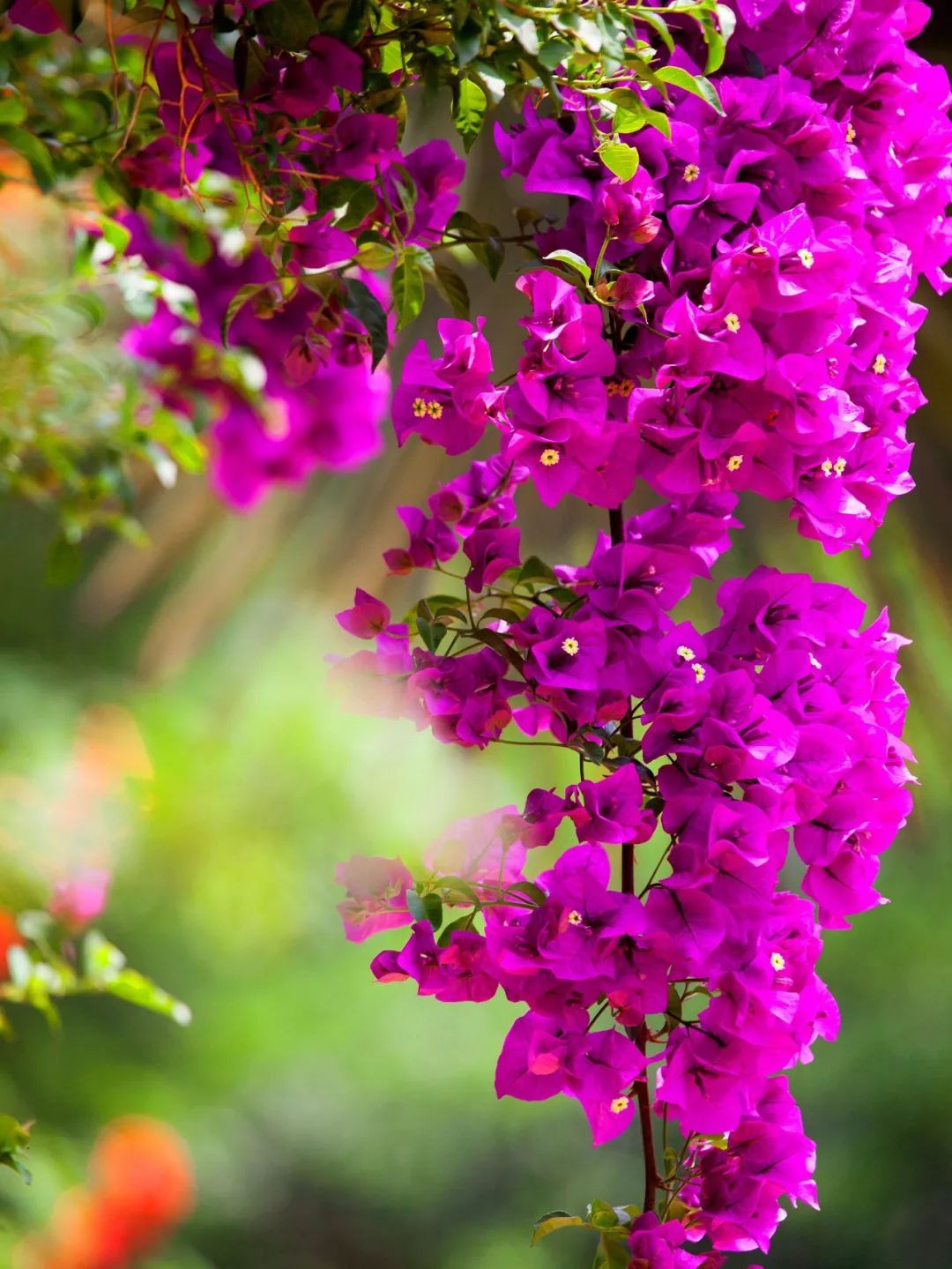 一个安徽爷爷，花1万块种出5000㎡私家花园，被评为中国最美