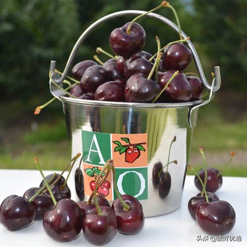 2023智利车厘子最新消息,目前智利车厘子已进入到货高峰期