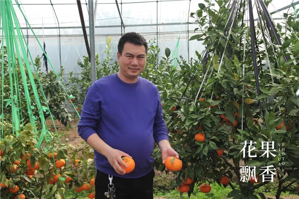 2020种什么水果最赚钱,2021种植什么水果最赚钱