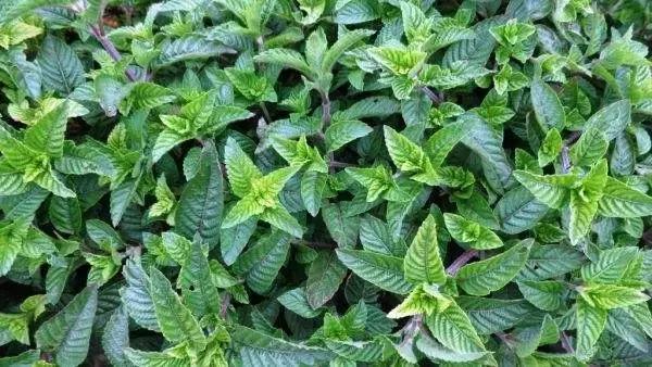 白色凉粉和黄色凉粉的区别,跟凉粉一样的东西是什么