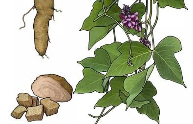 为什么说葛根粉越吃越漂亮,葛根粉怎么吃比较好