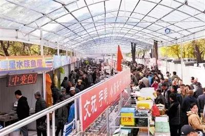 即将消失的花鸟鱼虫市场,天津消失的鱼虫市场