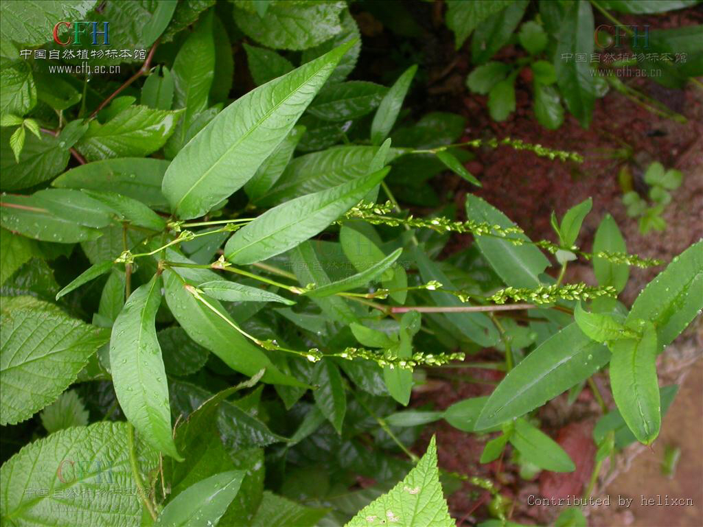 水蓼根图片,水蓼的价格