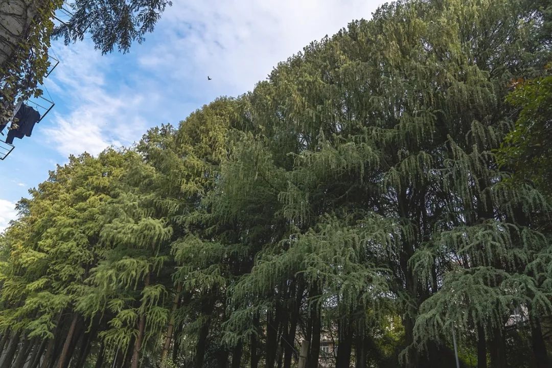 武科大算什么档次,武科大属于什么水平