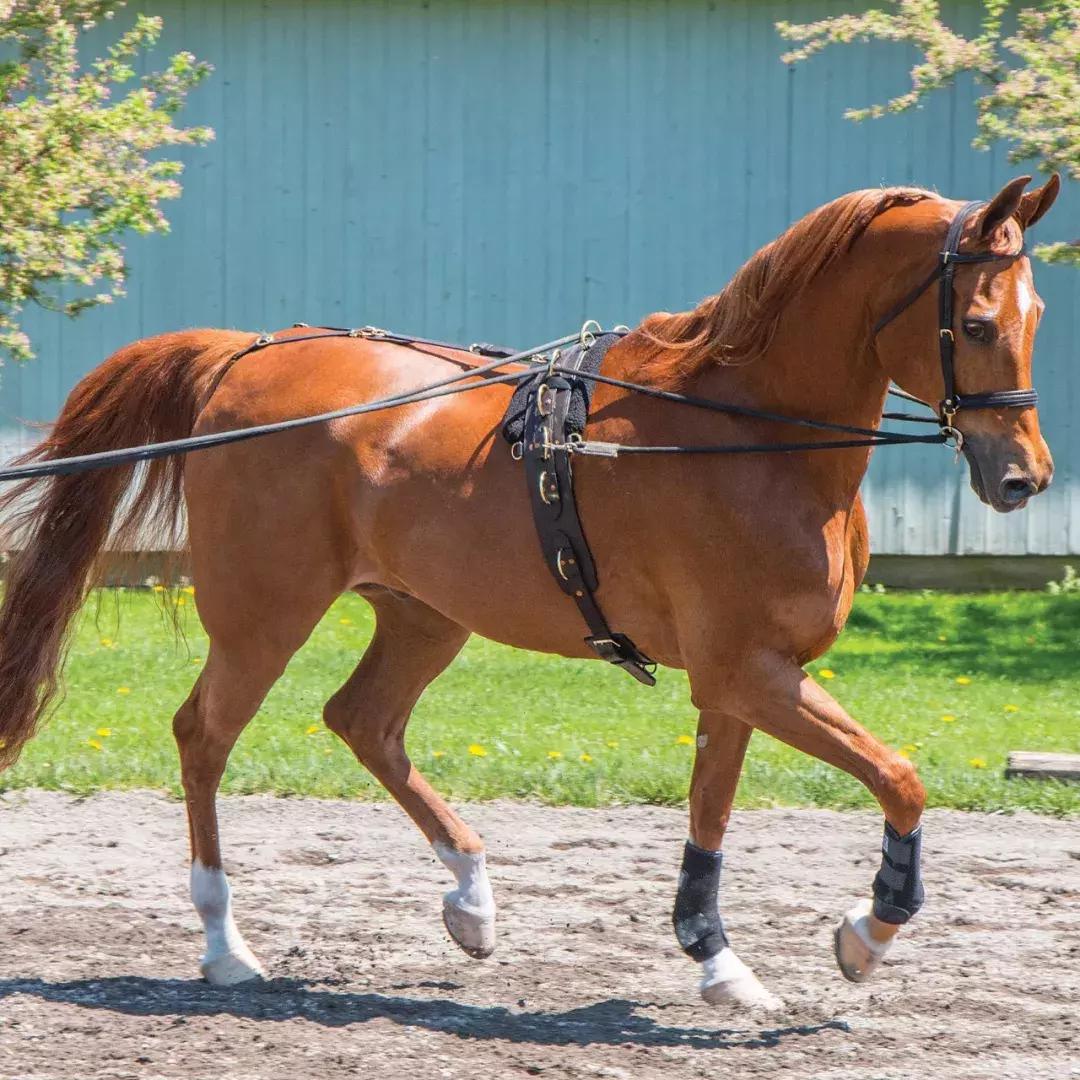 三分钟一字马教程,两小时驯马的全过程