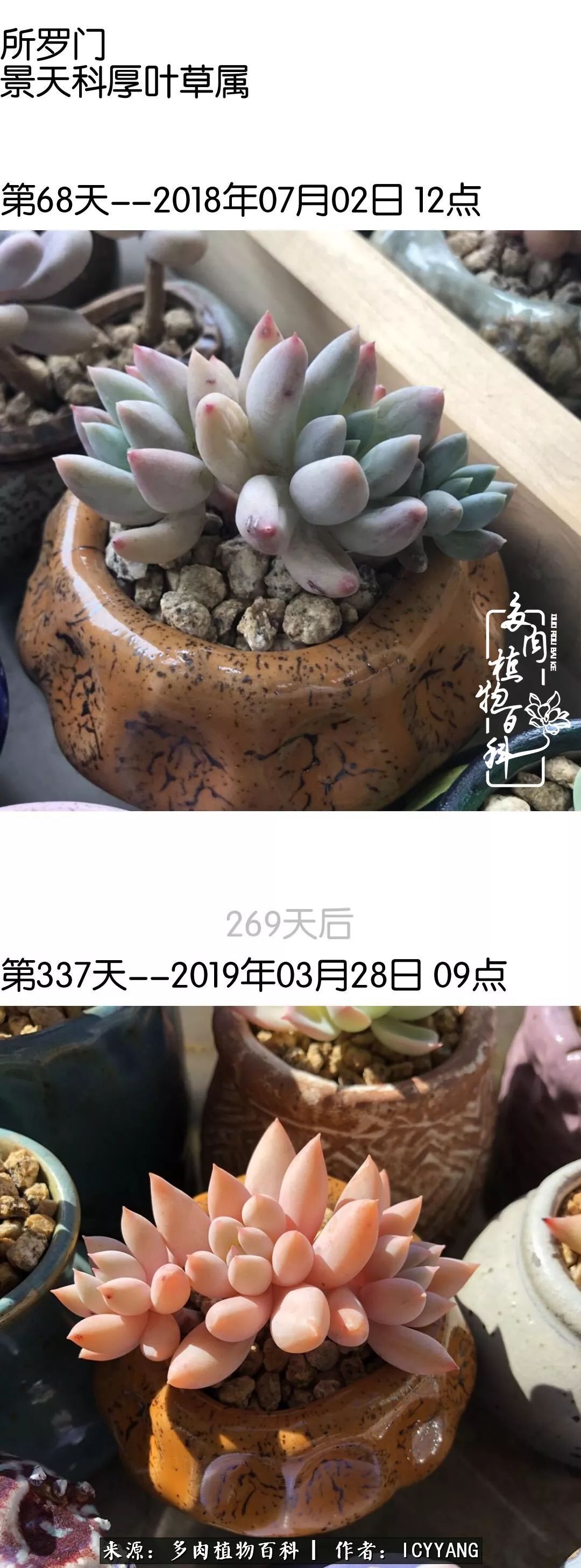 室内阳台多肉的养护方法,景天多肉养护