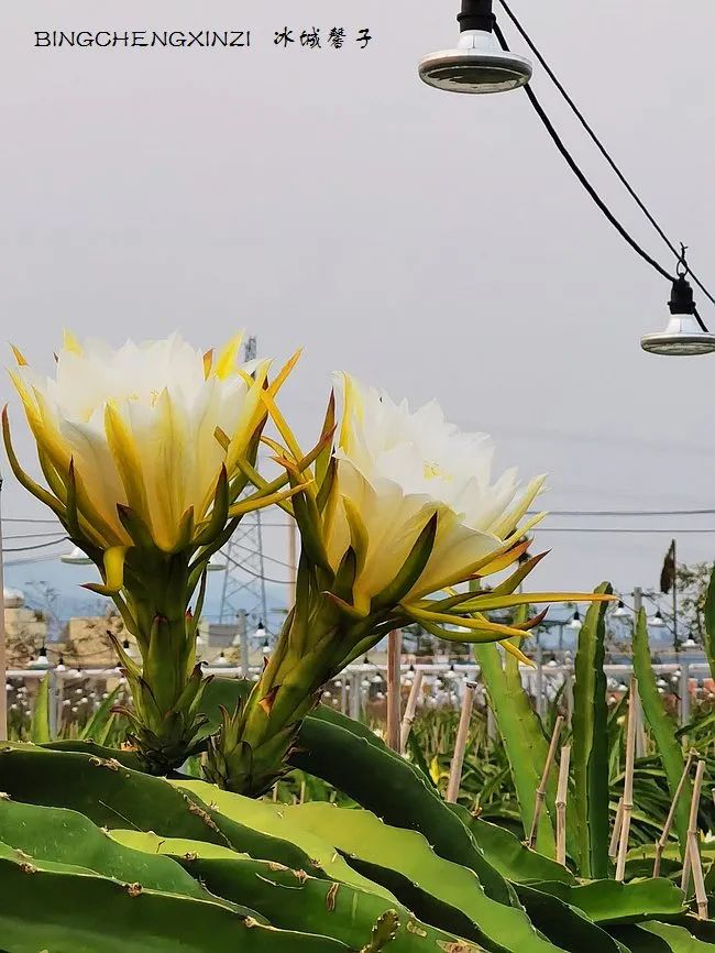 做把“村姑”，走进海南灯火灿烂的火龙果园