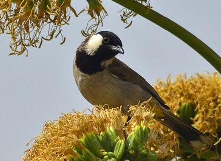 广东常见鸟类图谱和名称图文,东江揽胜鸟类