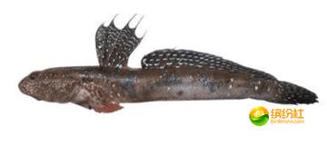 舟山海鲜代加工攻略,最全舟山海鲜攻略