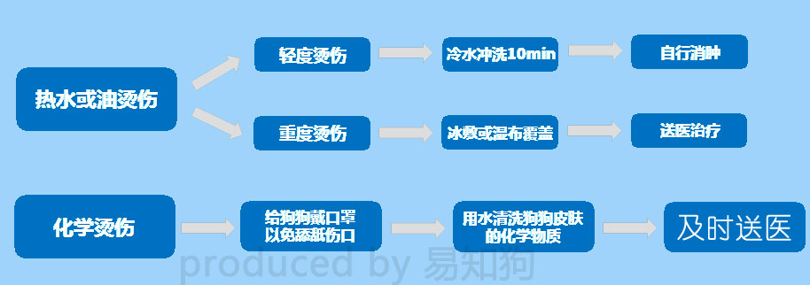 居家狗狗生活训练,日常护理狗狗皮肤不瘙痒