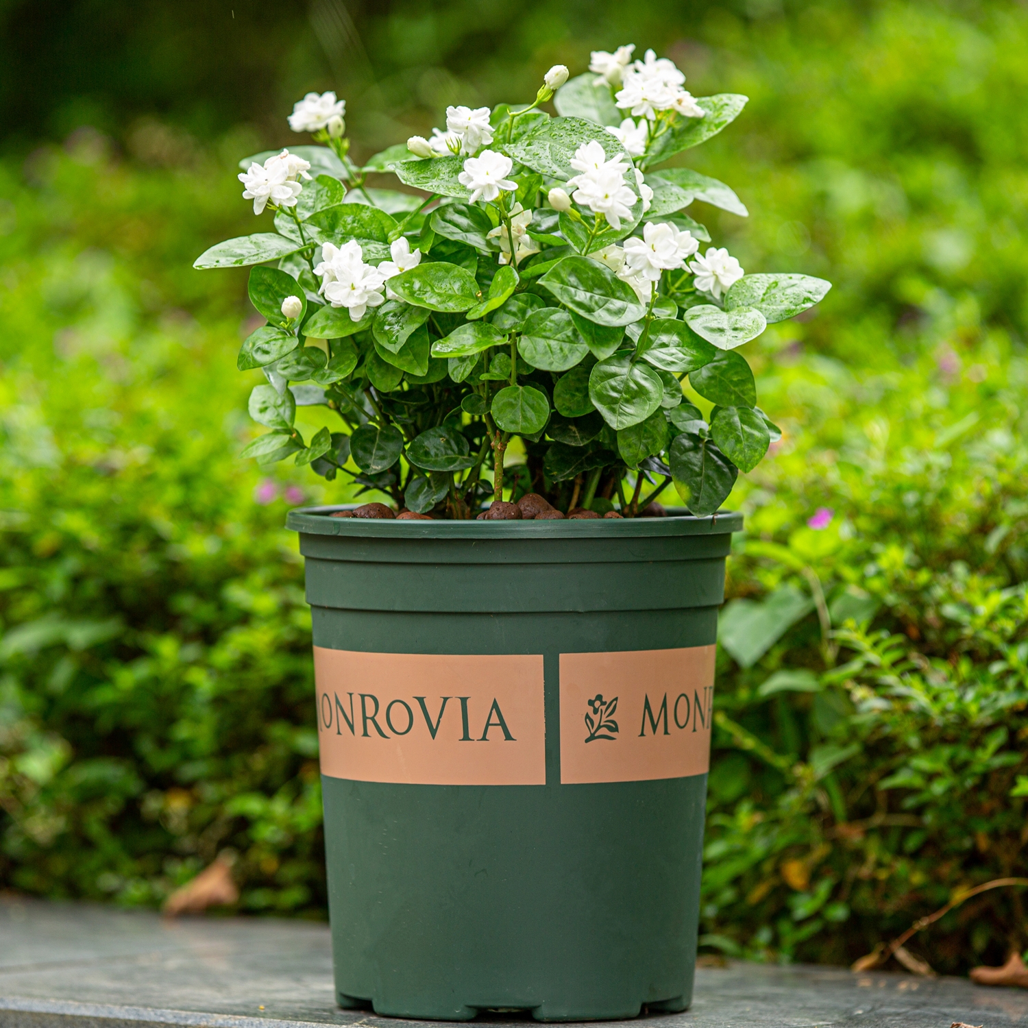 22种花耐旱耐热,天冷种花要注意什么