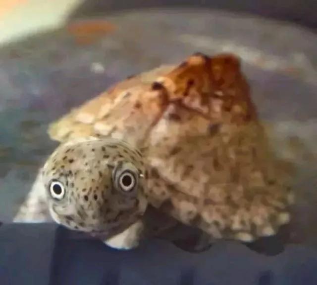 巨头蛋龟极品背甲,红面蛋龟成体背甲高度