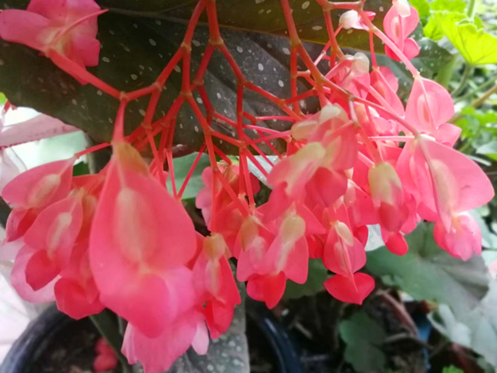 老花匠怎么施肥,老花匠养护方法