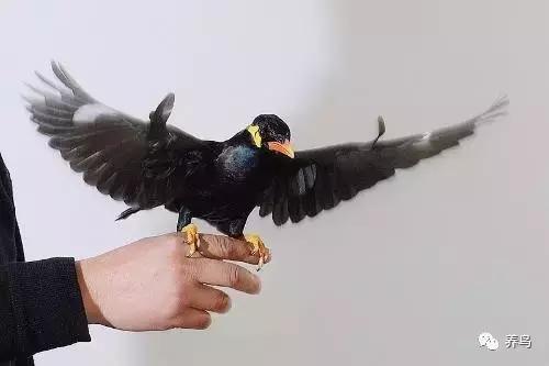 为什么要养鹦鹉,为什么要养八哥