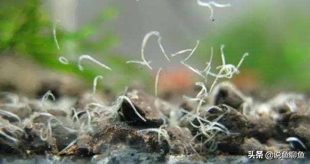 鱼缸里的蛋白虫对人体有害么,鱼缸蛋白虫和涡虫的危害和防治