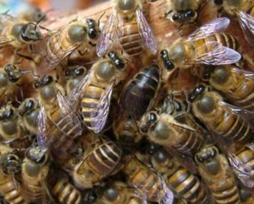 蜜蜂养殖注意哪些事项和禁忌,蜜蜂养殖方法及注意事项