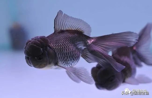 2020养鱼风水,青龙位养鱼风水