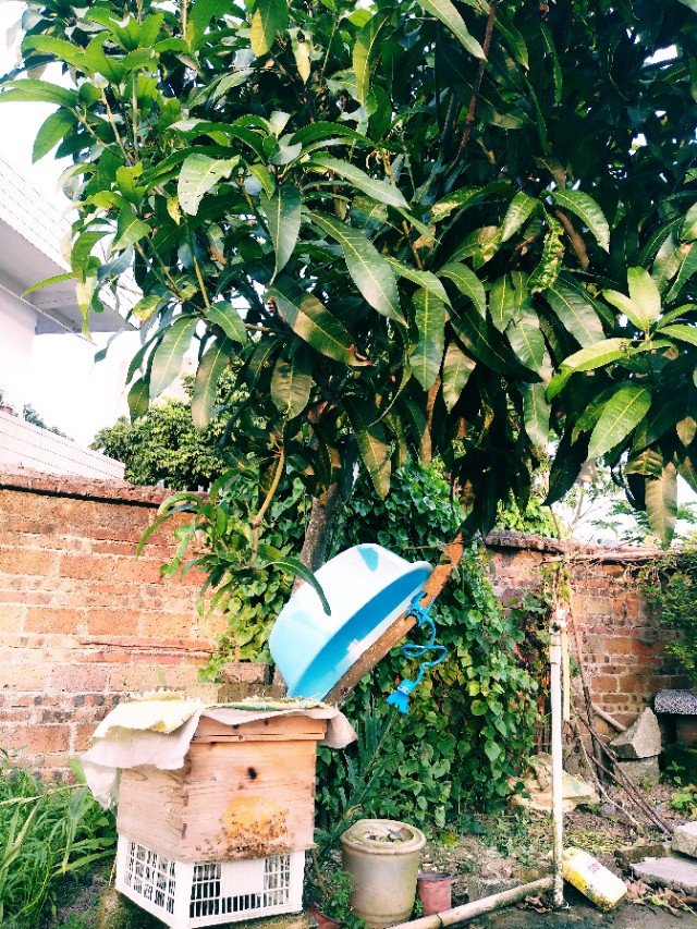 有一种蜜蜂很像蚂蚁尾部黄色,又大又黄的蜜蜂是什么