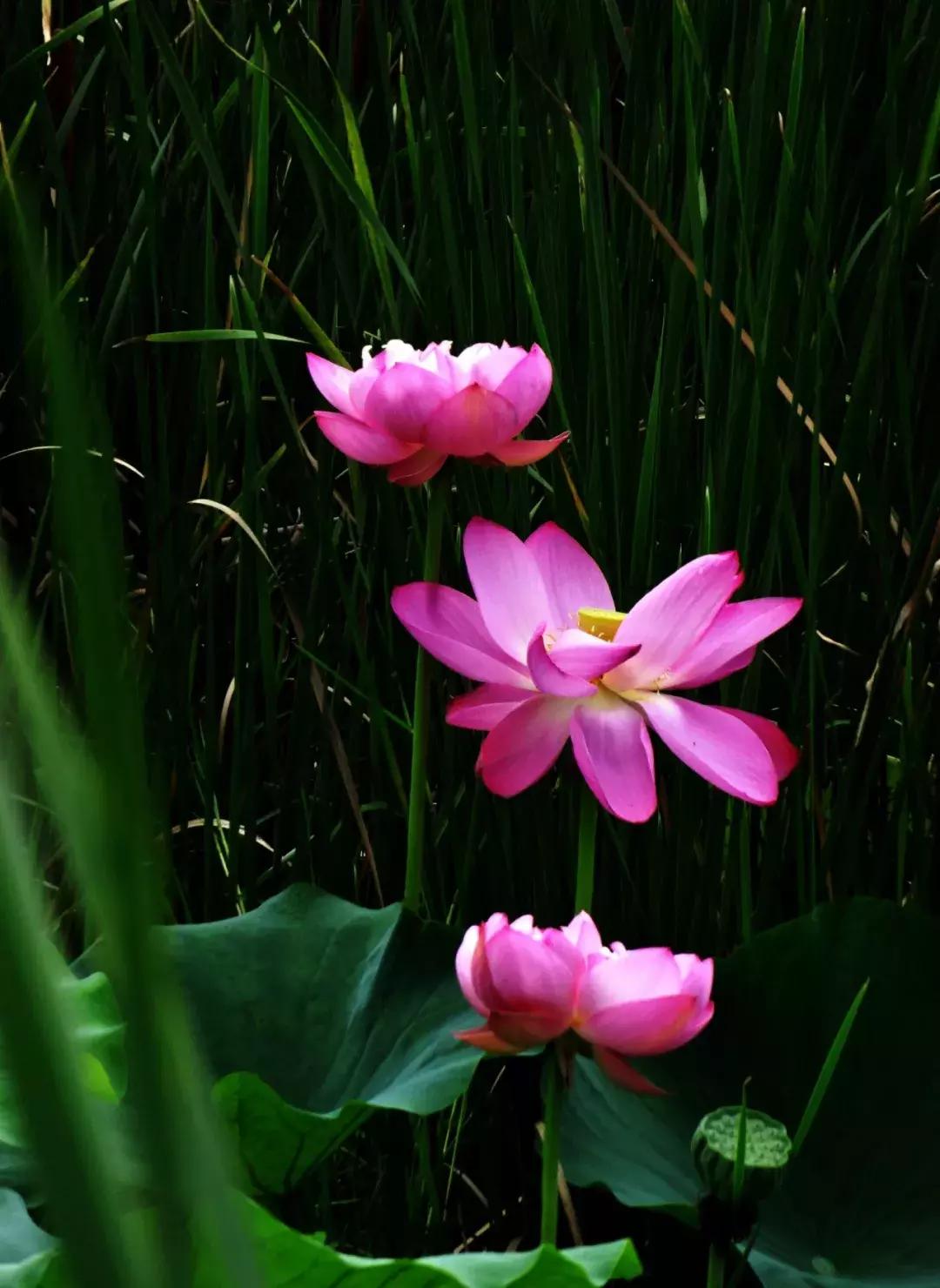 诗词里的夏天朗诵,诗词里的绝美夏天