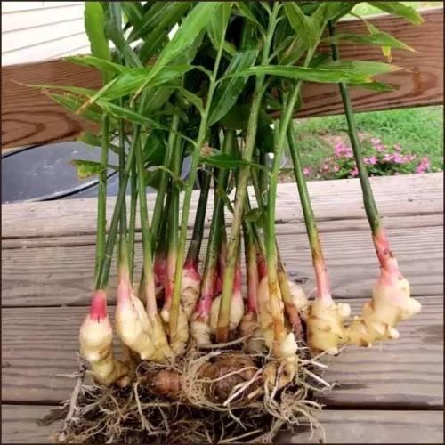 生姜盆栽方法教程大全,生姜盆栽方法大全