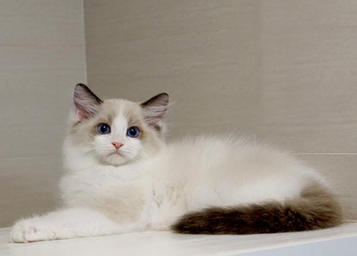 布偶猫的市场价多少钱一只,布偶猫价格多少钱一只最便宜