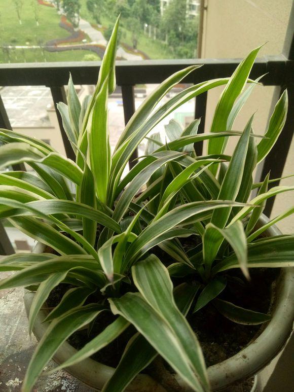 盆栽吊兰怎么打理,吊兰绿植盆栽怎么养能长藤