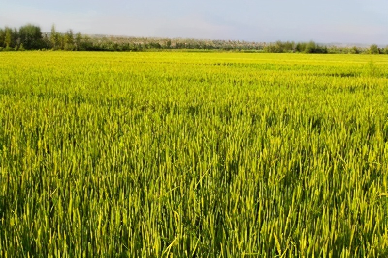 承包土地种地赚钱吗,在农村承包土地种地赚钱吗
