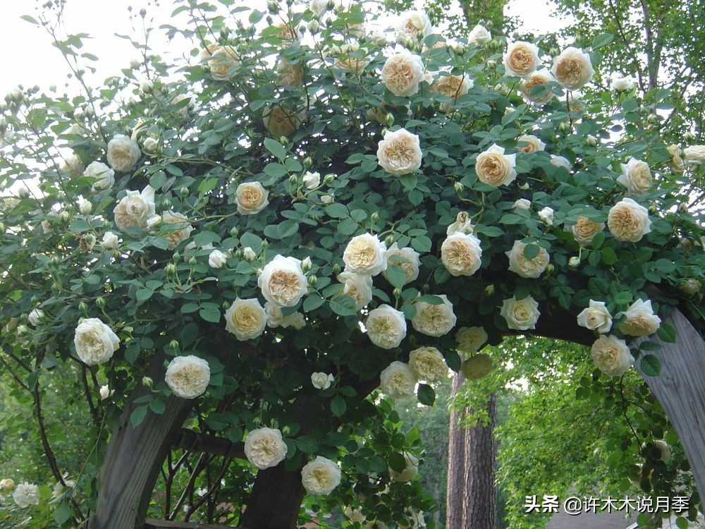 奥斯汀花型月季推荐,奥斯汀月季2020新品种